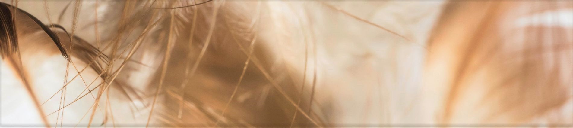 groot detail van plukjes van veren in zachte bruine kleuren